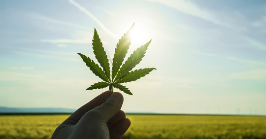 Cannabis leaf against the sky