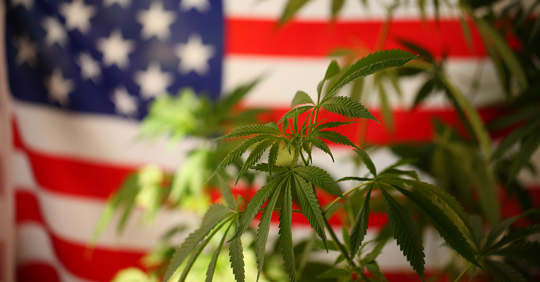 Marijuana Businesses