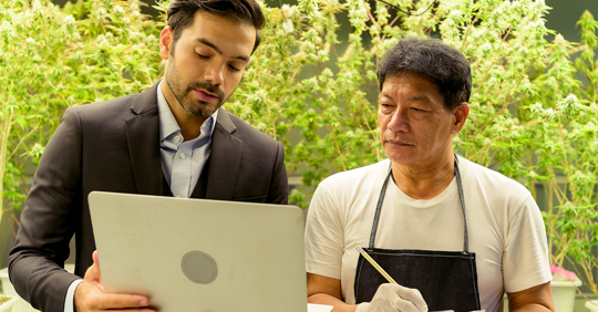 owners and workers who maintain the cannabis plantation