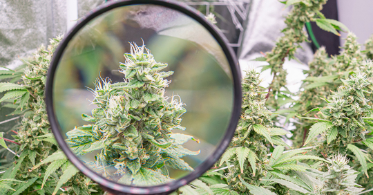 Cannabis Business License