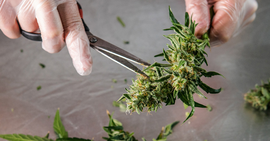 Cannabis Business License Violations