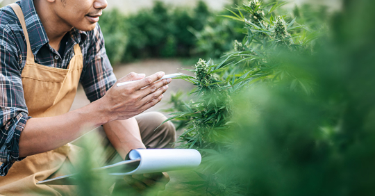 Cannabis Business Owner