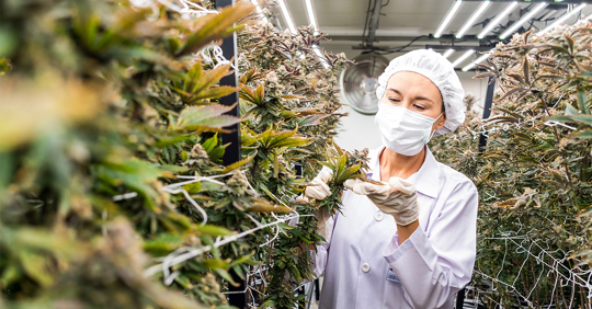 Cannabis Cultivation