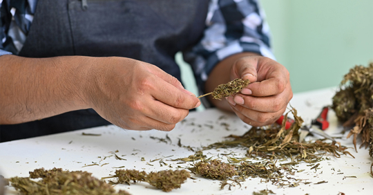 Cannabis Cultivators