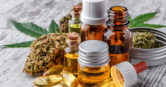 Green leaves of cannabis