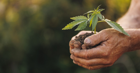 Seedlings cannabis plant in hand farmer