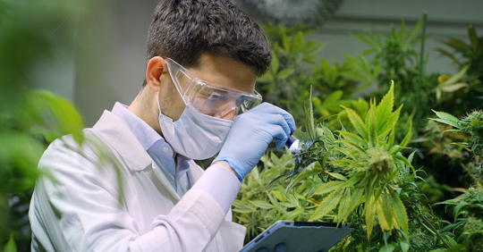 Permits for Cannabis