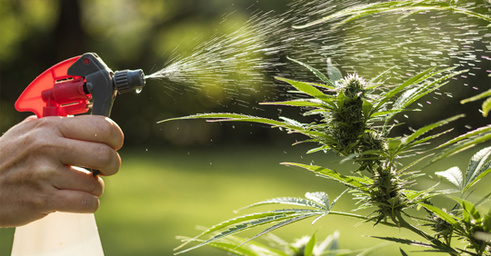 spraying cannabis leaves
