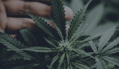 Cannabis Business Law